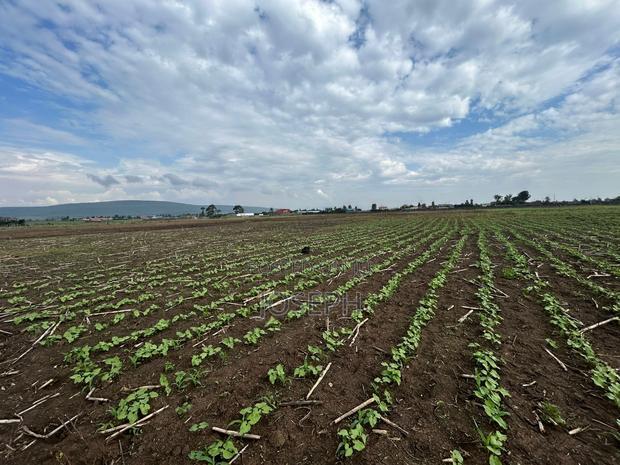 Nakuru Greensteds 1acres Blocks