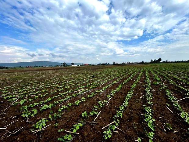 Nakuru Greensteds 1acres Blocks