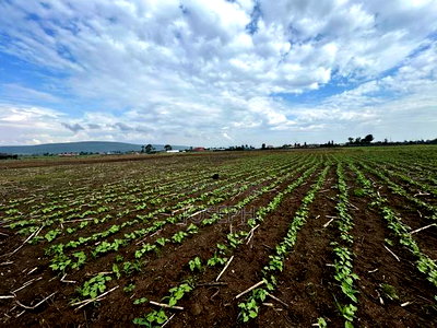 Nakuru Greensteds 1acres Blocks - Image 5
