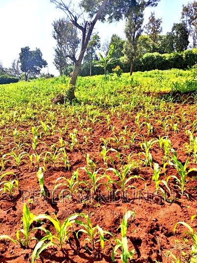 Prime 1/2 Acre on Sale, Thome 1 - Image 2