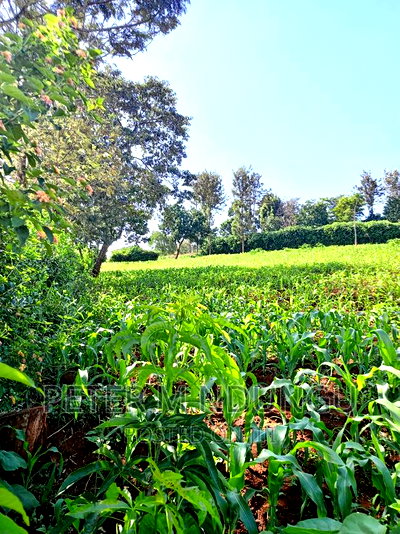 Prime 1/2 Acre on Sale, Thome 1 - Image 8