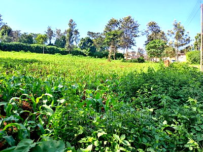 Prime 1/2 Acre on Sale, Thome 1 - Image 9