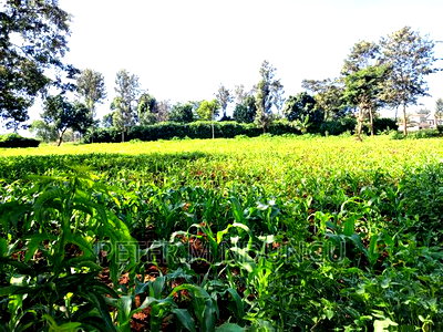 Prime 1/2 Acre on Sale, Thome 1 - Image 1