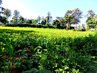 Prime 1/2 Acre on Sale, Thome 1 - Image 10