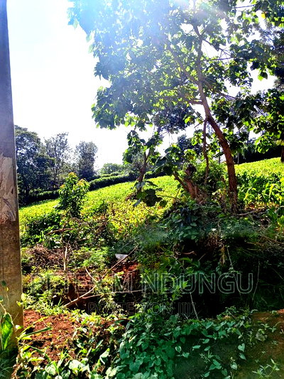 Prime 1/2 Acre on Sale, Thome 1 - Image 4