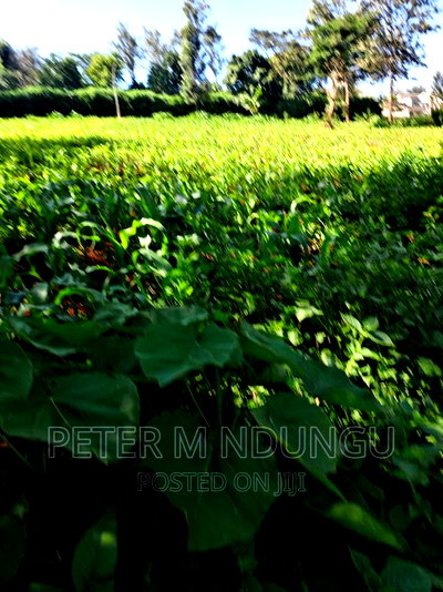 Prime 1/2 Acre on Sale, Thome 1 - Image 6