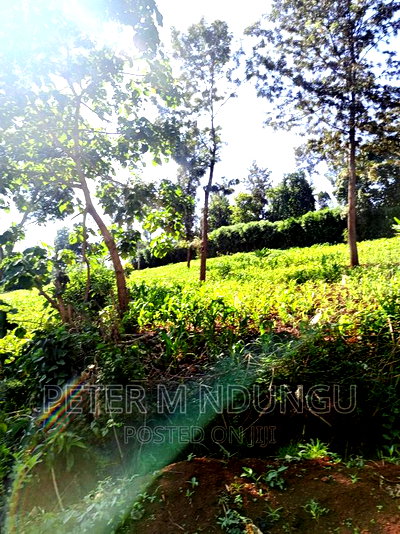 Prime 1/2 Acre on Sale, Thome 1 - Image 5