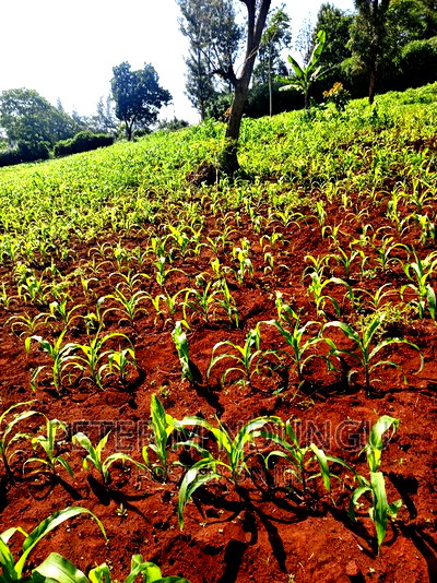 Prime 1/2 Acre on Sale, Thome 1 - Image 3