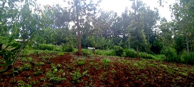 2 Acres in Makuyu, Murang'A Teacher's College - Image 2
