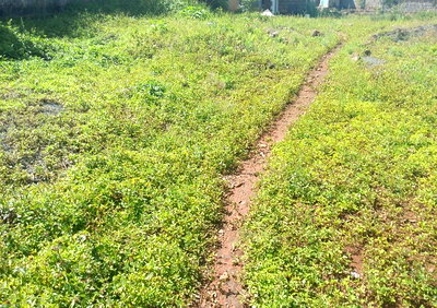 Quarter Acre Garden Plot in Karen