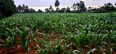 1 Acre For Sale In Sogomo Kapndani In Eldoret Kwa DL - Image 4