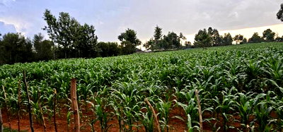 1 Acre For Sale In Sogomo Kapndani In Eldoret Kwa DL - Image 5