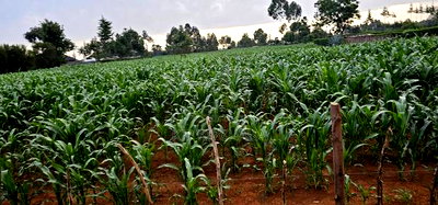 1 Acre For Sale In Sogomo Kapndani In Eldoret Kwa DL - Image 3
