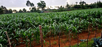 1 Acre For Sale In Sogomo Kapndani In Eldoret Kwa DL - Image 2
