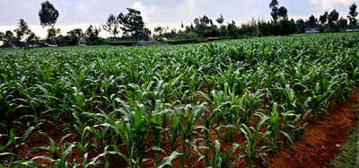 1 Acre For Sale In Sogomo Kapndani In Eldoret Kwa DL - Image 1