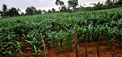 1 Acre For Sale In Sogomo Kapndani In Eldoret Kwa DL - Image 6
