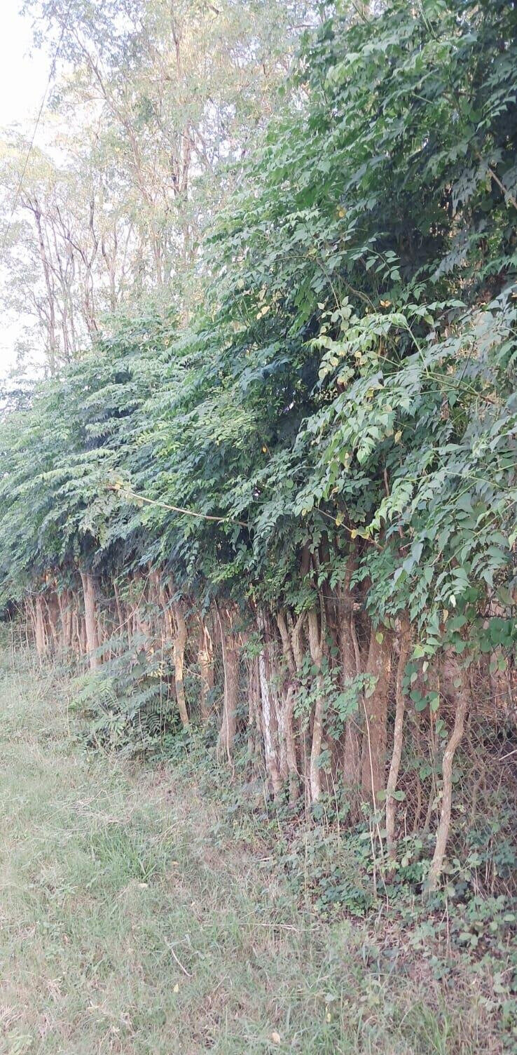 Quarter Acre Plot for KSh 7M