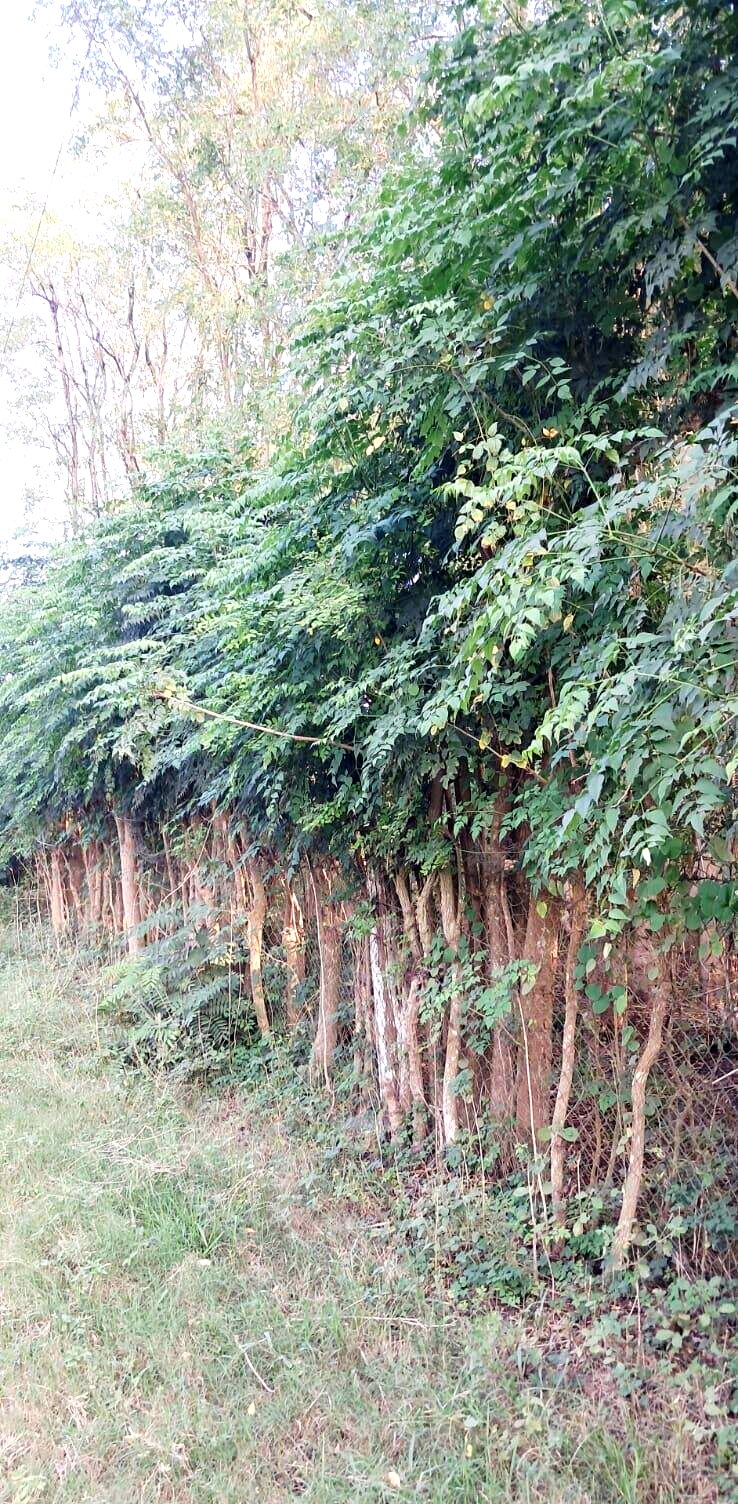 Quarter Acre Plot for KSh 7M