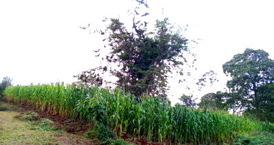 Garden Land with Parking - KSh 25M