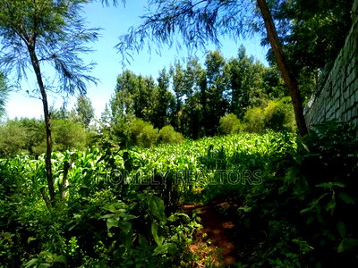 Quarter Acre Plot in Ngong Along Lemiso Road Near Tarmac - Image 2