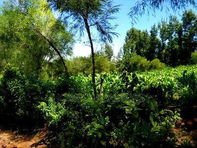 Quarter Acre Plot in Ngong Along Lemiso Road Near Tarmac - Image 3