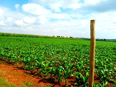 5 Acre Land for Sale in Tugen Estate,Moiben - Image 3