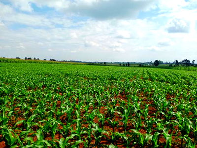 5 Acre Land for Sale in Tugen Estate,Moiben - Image 2