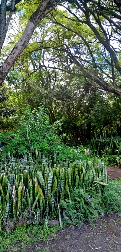 5-Acre Langata Gem for KSh 425M
