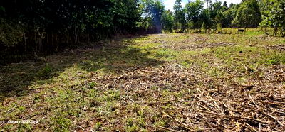 Prime 1/4 Acre Plot For Sale In Outspan Dc In Eldoret - Image 4