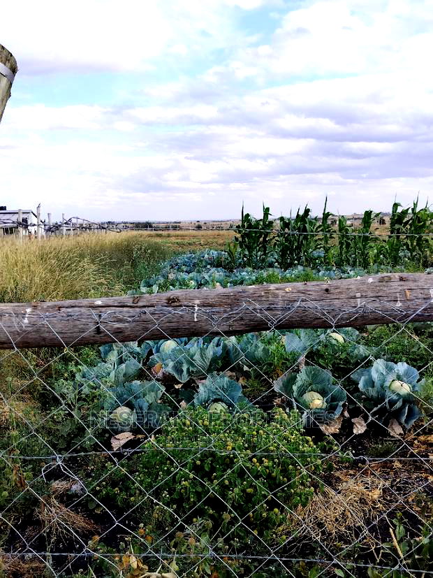 Kitengela Isinya Plots Size 50*100