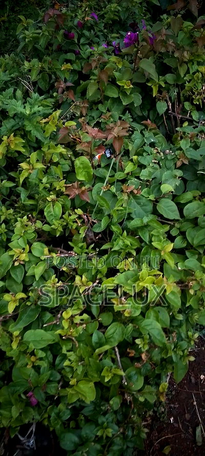 1 Acre Westlands Prime Land - Image 2