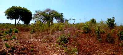 1 1/2 Acre Plot on Sale in Galu Beach. - Image 12
