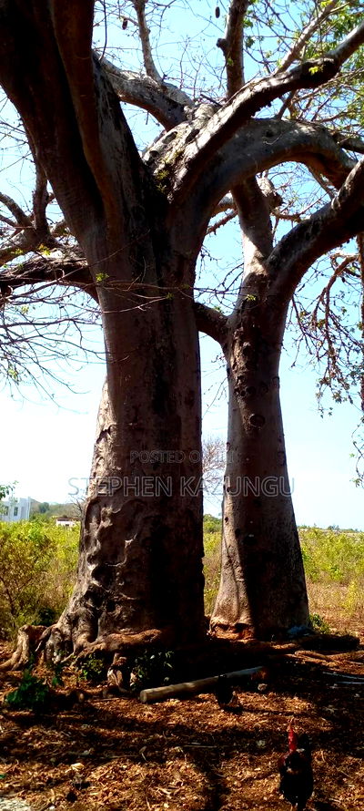 1 1/2 Acre Plot on Sale in Galu Beach. - Image 2