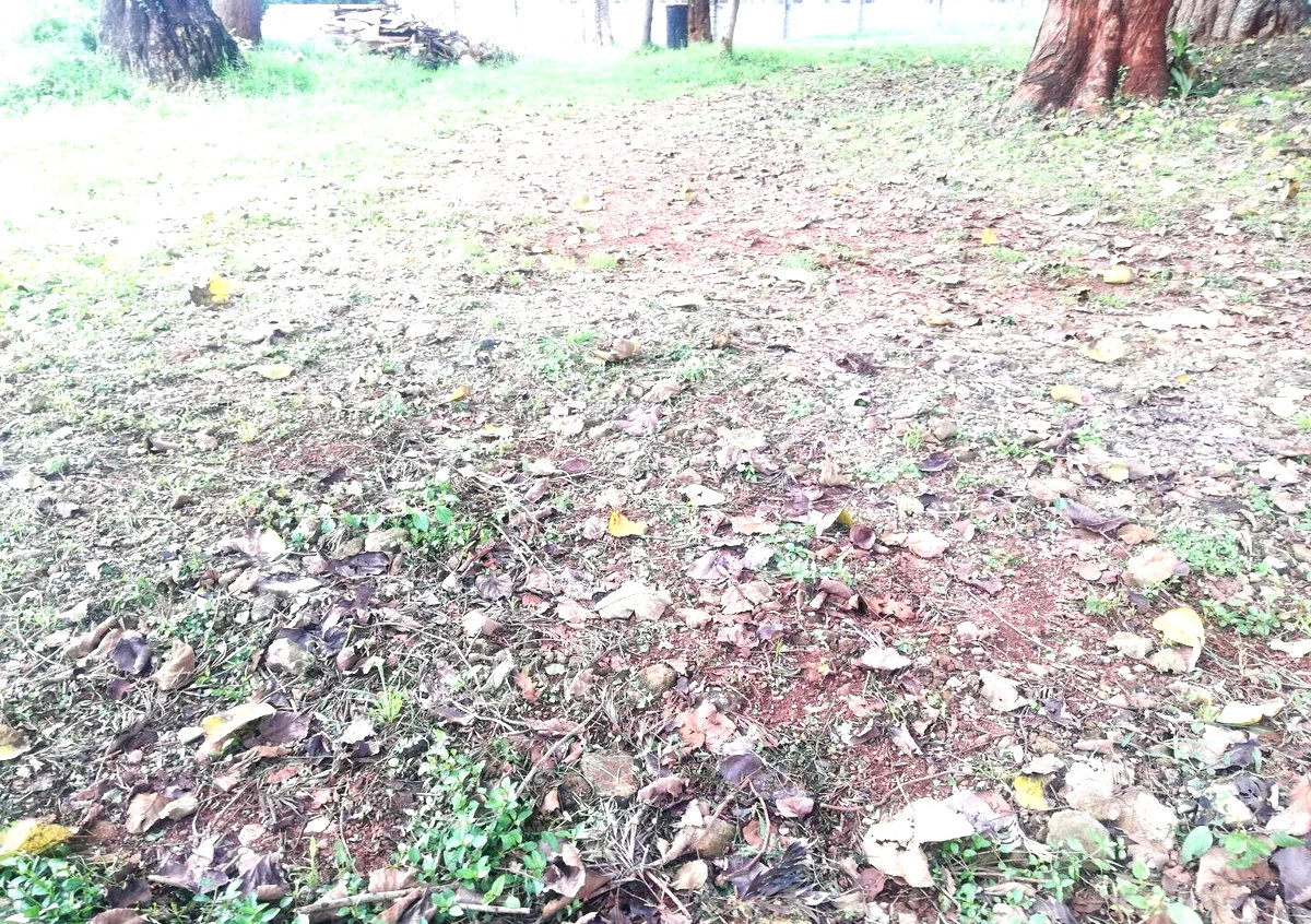 3/4 Acre Runda Garden Plot