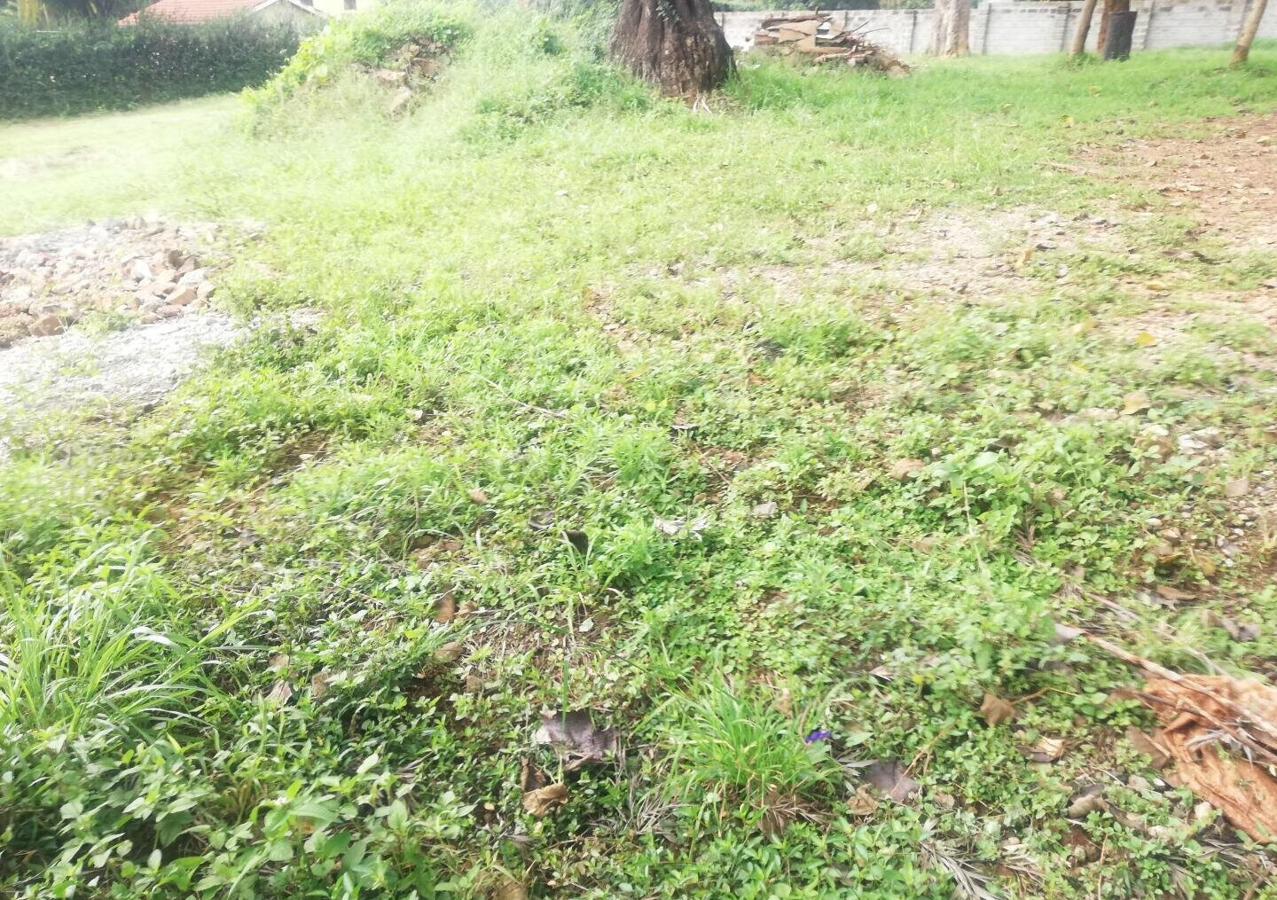 3/4 Acre Runda Garden Plot