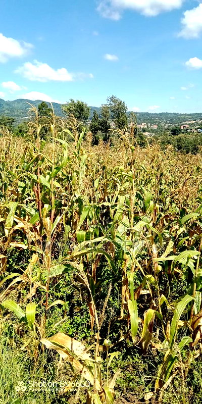 Half an Acre of Land for Sale in Kiserian - Image 12