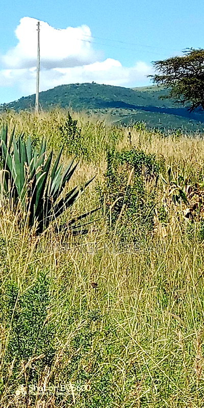 Half an Acre of Land for Sale in Kiserian - Image 2