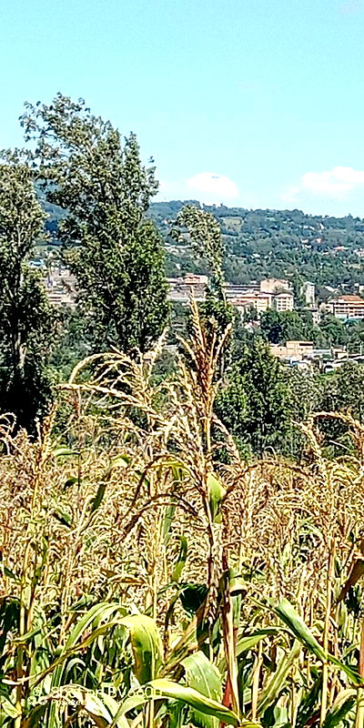 Half an Acre of Land for Sale in Kiserian - Image 8