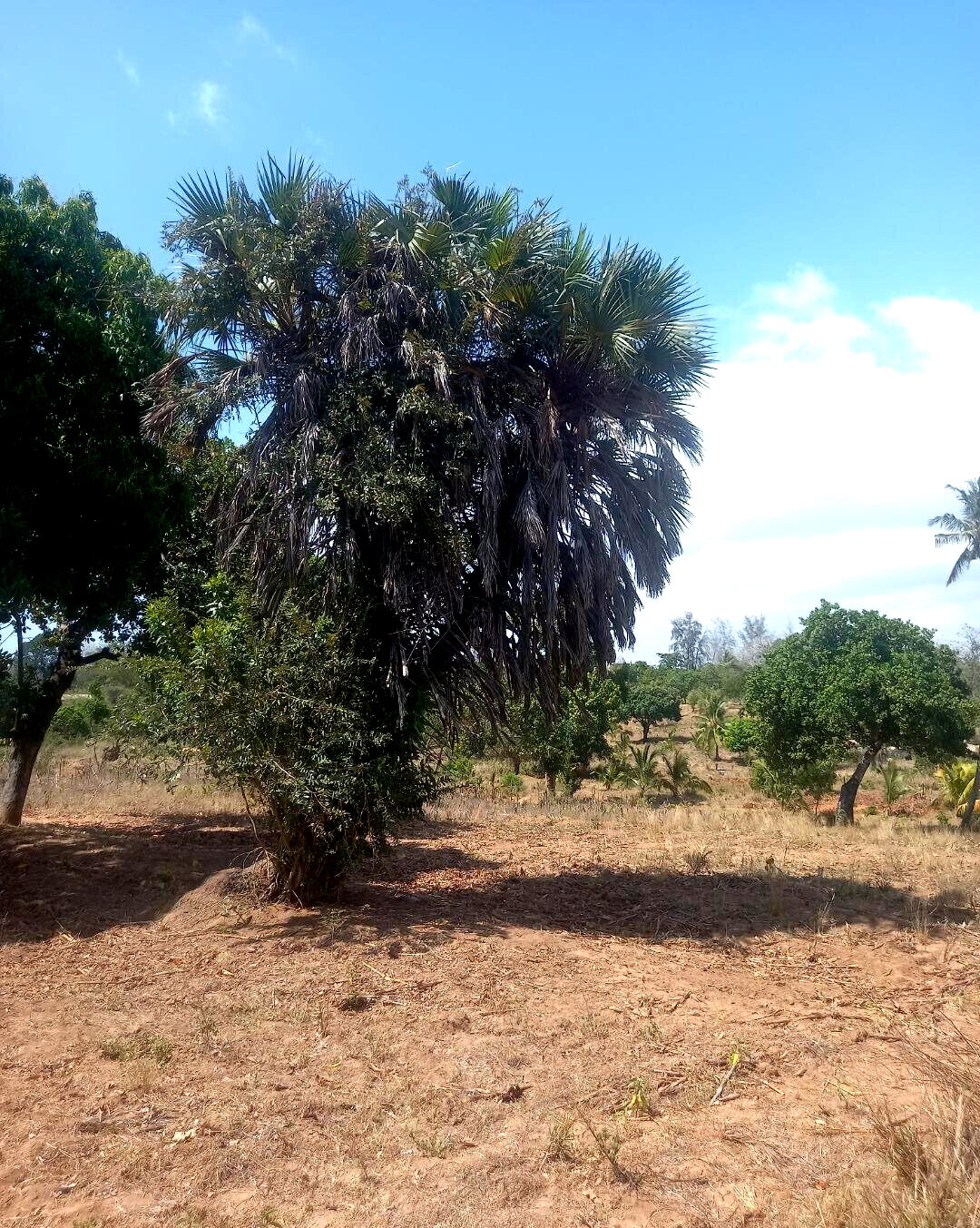 2-Acre Plot at KSh 7.5M