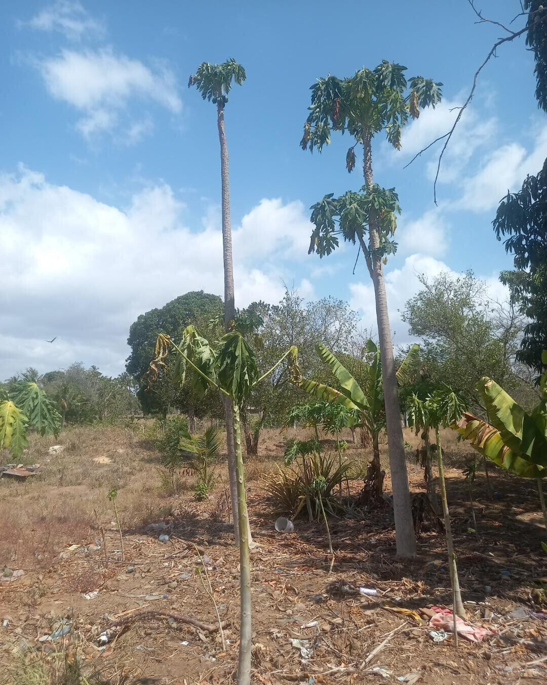 2-Acre Plot at KSh 7.5M