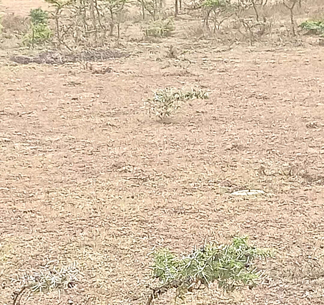 50-Acre Land at KSh 4.5M