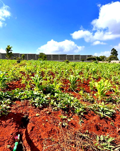 1/2 Acre Garden Plot with Parking at KSh 45M