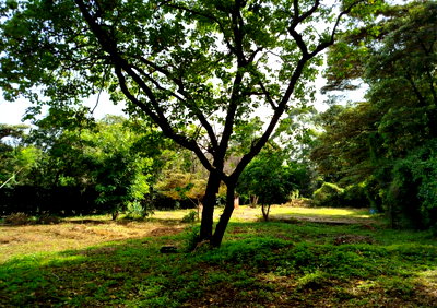 Half Acre in Karen at KSh 45M
