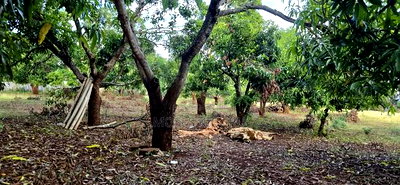 Makuyu 24 Acres for Sale. - Image 8