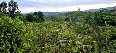 Makuyu 24 Acres for Sale. - Image 6