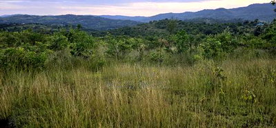 Makuyu 24 Acres for Sale. - Image 3