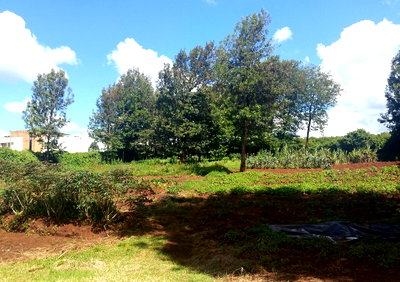 Quarter Acre Garden Plot in Karen