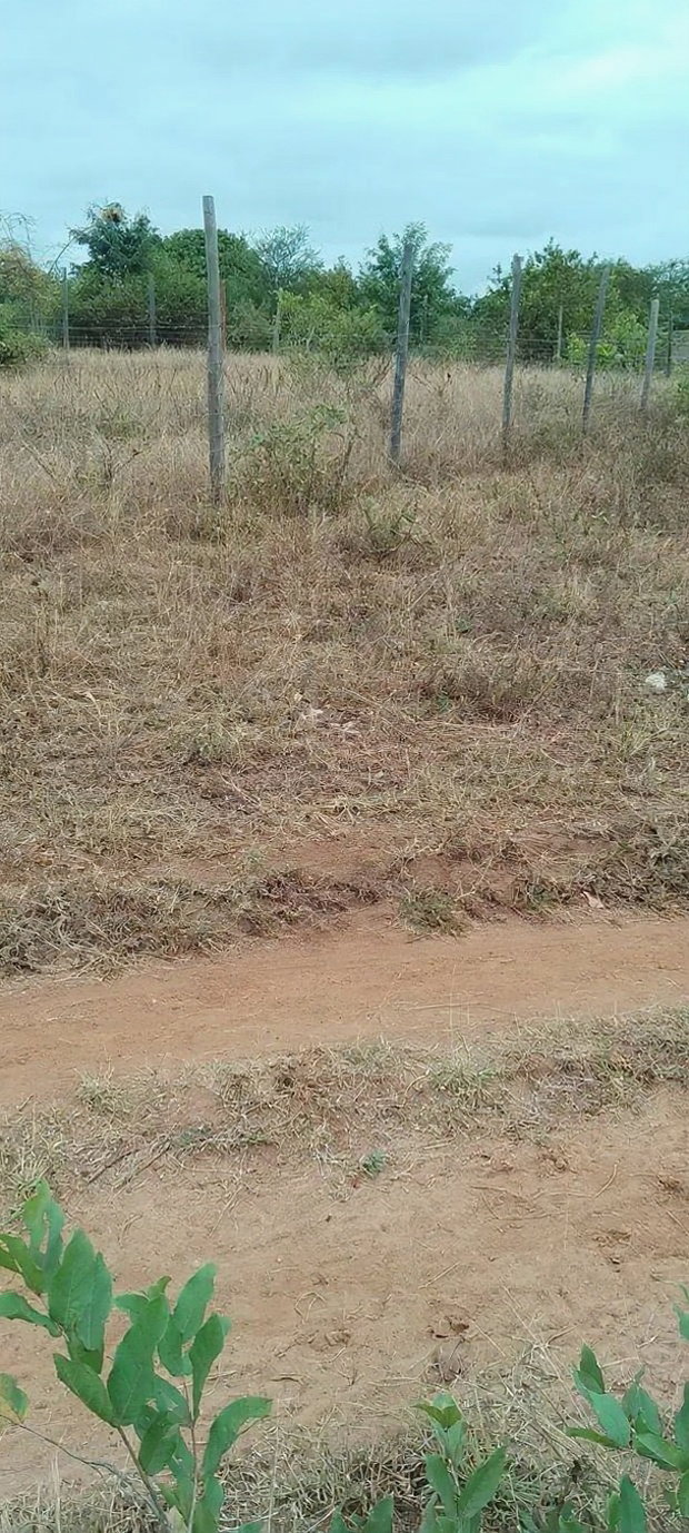 50 by 100 Plot at Kamweli Area Few Minutes From Makutano