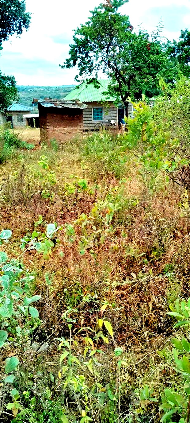 50 by 100 Plot at Kamweli Area Few Minutes From Makutano