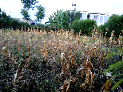 Lemiso Road, Ngong Eighth Plot for Sale - Image 1